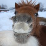 26-02-17-cute-brown-horse-wallpaper9860