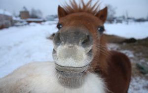 26-02-17-cute-brown-horse-wallpaper9860