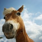 26-02-17-funny-horse-closeup12043