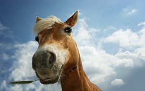 26-02-17-funny-horse-closeup12043