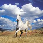 26-02-17-horses-wallpapers2786