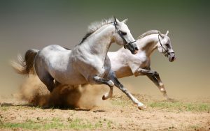 26-02-17-horses-wallpapers2789