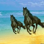 26-02-17-horses-wallpapers2791