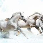 26-02-17-horses-wallpapers2792