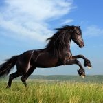 26-02-17-horses-wallpapers2796