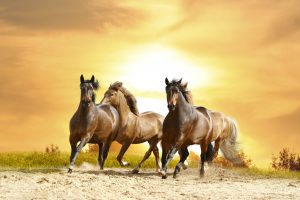 26-02-17-horses-wallpapers2799