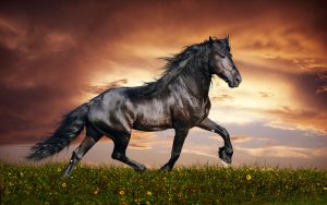 26-02-17-horses-wallpapers2801