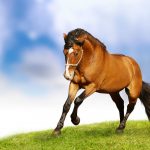 26-02-17-horses-wallpapers2802