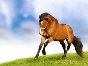 26-02-17-horses-wallpapers2802