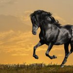 26-02-17-horses-wallpapers2803