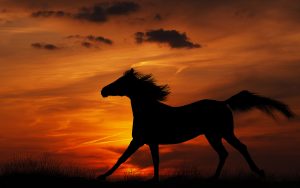 26-02-17-horses-wallpapers2805