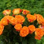 orange roses