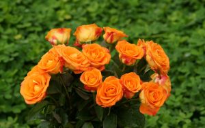 orange roses