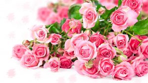 26-02-17-pink-roses-wallpapers1582