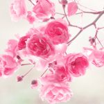 26-02-17-pink-roses-wallpapers1583