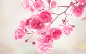 26-02-17-pink-roses-wallpapers1583