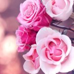 26-02-17-pink-roses-wallpapers1585