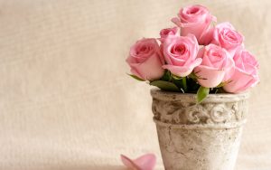 26-02-17-pink-roses-wallpapers1587