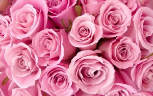 26-02-17-pink-roses-wallpapers1588