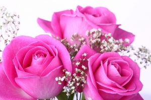 26-02-17-pink-roses-wallpapers1589