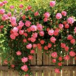 26-02-17-pink-roses-wallpapers1592