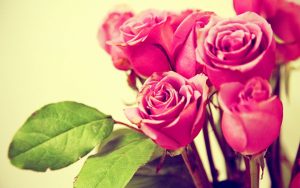 26-02-17-pink-roses-wallpapers1593