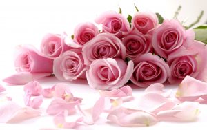 26-02-17-pink-roses-wallpapers1596