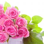 26-02-17-pink-roses-wallpapers1598