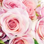 26-02-17-pink-roses-wallpapers1632