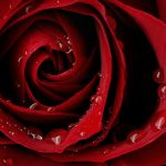 26-02-17-red-rose-wallpapers3053