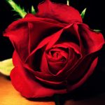 26-02-17-red-rose-wallpapers3068