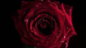 26-02-17-red-rose-wallpapers3069