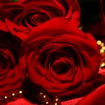 26-02-17-red-rose-wallpapers3071