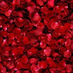 26-02-17-red-rose-wallpapers3072