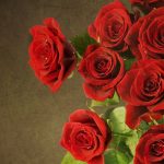 26-02-17-red-rose-wallpapers3081