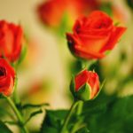 26-02-17-rose-flowers-wallpaper15545