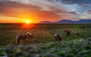 26-02-17-wild-horses-sunset11632