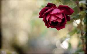 27-02-17-beautiful-flower-red-rose-photo13413