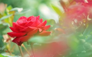 27-02-17-beautiful-red-rose-flower-photo14321