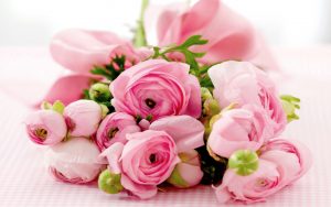 27-02-17-best-pink-roses16203