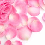 27-02-17-beutiful-rose-wallpapers12107