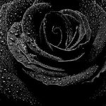 27-02-17-black-rose-flower11000