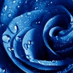 27-02-17-blue-rose-wet-drops12384