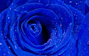 27-02-17-blue-roses14362