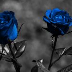 27-02-17-blue-roses9822