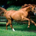 27-02-17-brown-horse-pictures4903