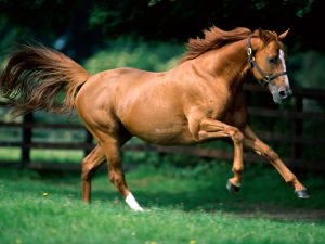 27-02-17-brown-horse-pictures4903