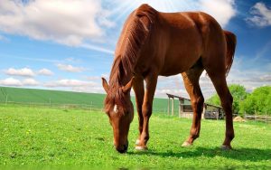27-02-17-brown-horse-wallpaper4904