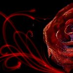 27-02-17-elegant-rose-wallpaper8924