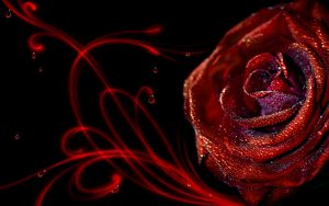 27-02-17-elegant-rose-wallpaper8924